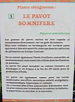 P05 - Pavot somnifere.jpg